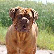 Dogue de bordeaux Aika