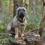 Fransk bulldog Balou