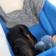 Dobermann Dobergaarden Forever Ultimo Aston