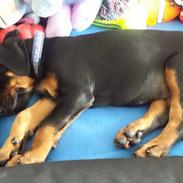 Dobermann Dobergaarden Forever Ultimo Aston