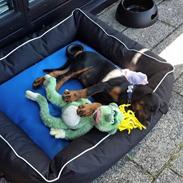 Dobermann Dobergaarden Forever Ultimo Aston