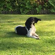 Field Trial Springer Spaniel Bobby