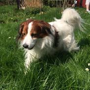 Kooikerhondje Andelokkerens brogede Gorm (Pyrus)