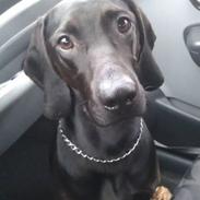 Blanding af racer Sofus