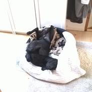 Blanding af racer Sofus