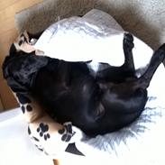 Blanding af racer Sofus