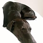 Blanding af racer Sofus