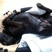 Blanding af racer Sofus