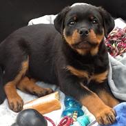 Rottweiler Cor-Canem Boss