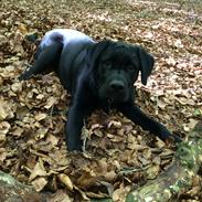 Blanding af racer Balou