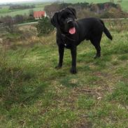 Blanding af racer Balou