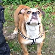 Olde english bulldogge Alcapone's Abby 