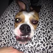 Olde english bulldogge Alcapone's Abby 