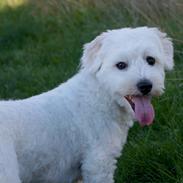 Coton de tulear Mikki