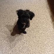 Blanding af racer Skibber