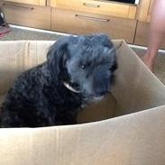 Blanding af racer Skibber