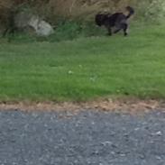 Blanding af racer Skibber