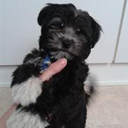 Blanding af racer  (Lucki) papillon/micro mellempuddel/toypuddel