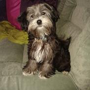 Blanding af racer  (Lucki) papillon/micro mellempuddel/toypuddel