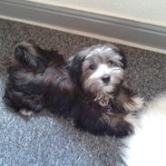 Blanding af racer  (Lucki) papillon/micro mellempuddel/toypuddel