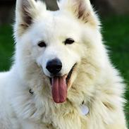 Hvid Schweizisk Hyrdehund Quatro