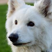 Hvid Schweizisk Hyrdehund Quatro