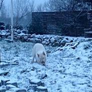 Hvid Schweizisk Hyrdehund Quatro