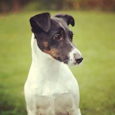 Glathåret foxterrier  blanding NOVA