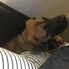 Blanding af racer King