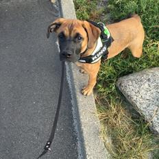 Blanding af racer King