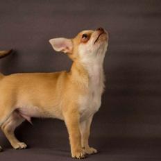 Chihuahua Opie