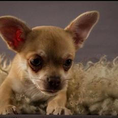Chihuahua Opie