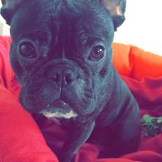 Fransk bulldog Milo