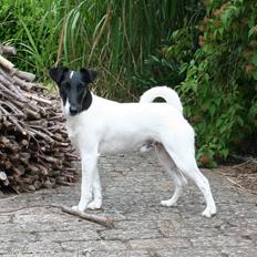 Glathåret foxterrier Charlie