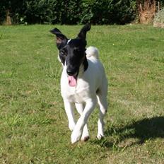 Glathåret foxterrier Charlie