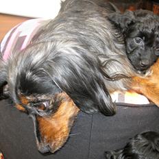 Blanding af racer Erna