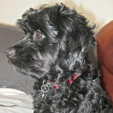 Blanding af racer Erna