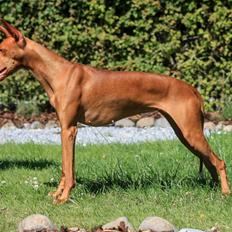 Pharaohound Myrna (My)