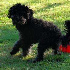 Dværgpuddel Perle (forældres)