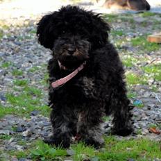 Dværgpuddel Perle (forældres)