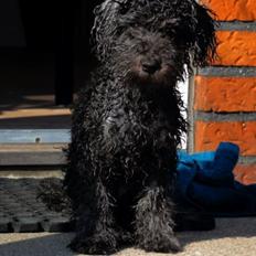 Dværgpuddel Perle (forældres)