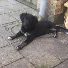 Golden retriever Ronja