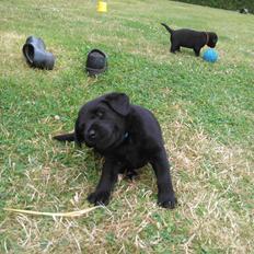 Labrador retriever Balder