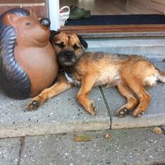 Border terrier Kalle