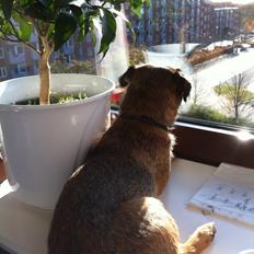 Border terrier Kalle