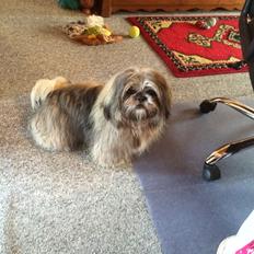 Blanding af racer Teddy