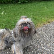 Blanding af racer Teddy