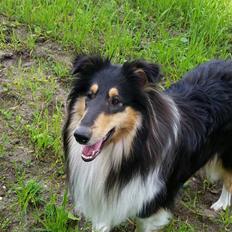 Collie langhåret Lapinette's Graceful And Elegant