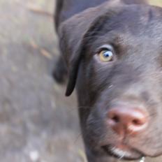Labrador retriever Bailey