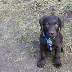 Labrador retriever Bailey